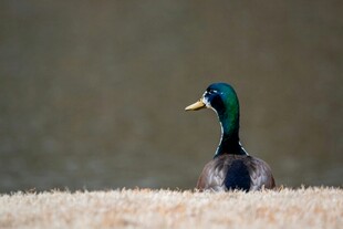 绿头鸭立于枯黄草地