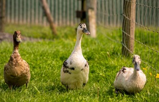 草地上的几只可爱鸭子