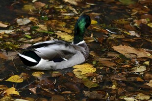 水中绿头鸭与落叶相伴
