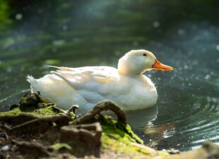 池塘中的白鸭悠然自得