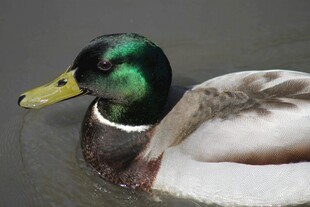 绿头野鸭水中优雅姿态