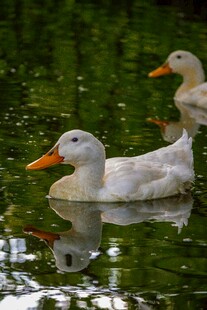 水中游弋的可爱白鸭