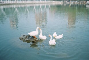 湖中游弋的几只白鹅
