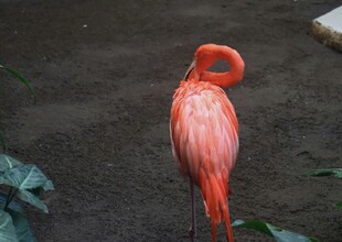 优雅火烈鸟独自休憩