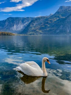 湖中游弋的优雅白天鹅