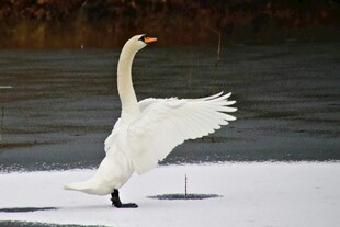 冰上天鹅展翅欲飞