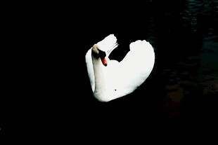 优雅天鹅水中孤影