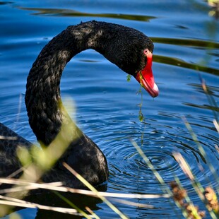 水中黑天鹅优雅觅食