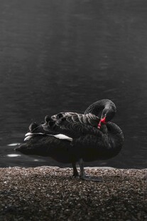 黑天鹅优雅休憩于地面