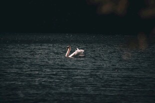 水面上展翅飞翔的白鸟