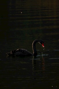 水中黑天鹅优雅游弋
