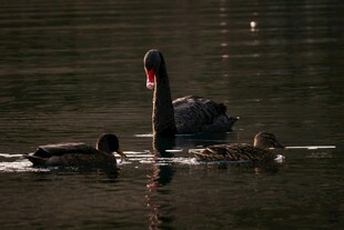 黑天鹅与幼崽水中悠游