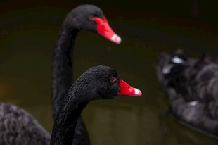 黑天鹅优雅相伴水中游