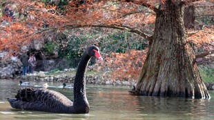 湖畔黑天鹅与红叶树