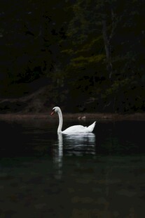 湖中游弋的优雅白天鹅