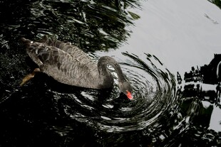 池塘中优雅的灰鹭