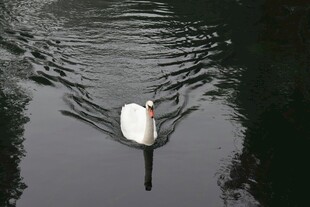 湖中游弋的优雅白天鹅