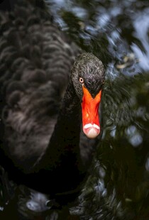 黑天鹅特写