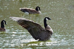 水中展翅的加拿大鹅
