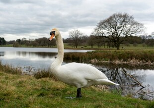 湖畔天鹅优雅伫立