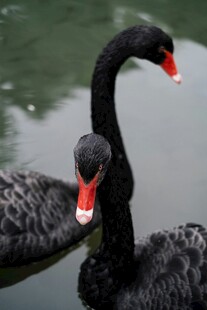 水中双黑天鹅优雅姿态