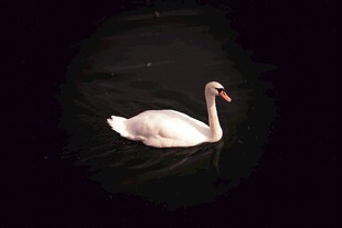 黑夜中独游的优雅白天鹅
