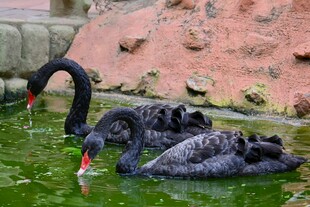 黑天鹅水中优雅休憩