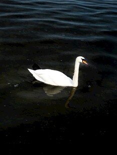 水中优雅的白色天鹅