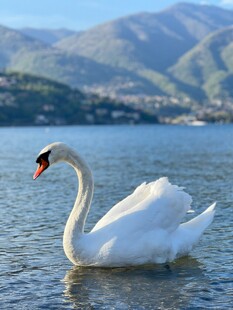 湖面上优雅的白天鹅