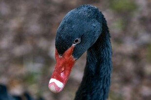 黑天鹅特写