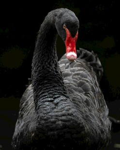 优雅黑天鹅整理羽毛