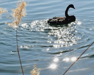 湖面上悠游的黑天鹅