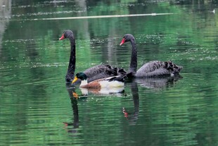 湖面上的黑天鹅优雅游弋