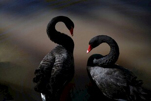 双黑天鹅优雅相依