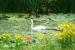 白鹭栖于繁花绿水间
