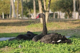 草地上休憩的黑天鹅