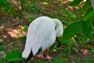 白鸟低头于绿意间