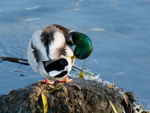 岩石上理羽的绿头鸭