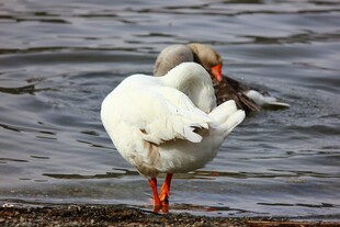岸边天鹅整理羽毛