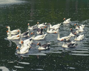 群鹅游于碧波之上