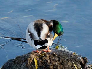 岩石上整理羽毛的绿头鸭
