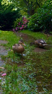 池塘边的鸭子与绿植