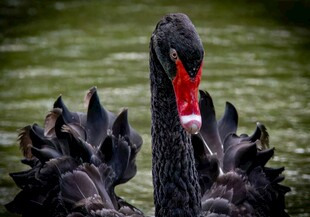 优雅黑天鹅特写