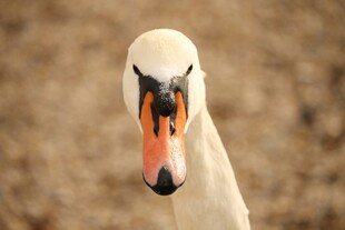 天鹅特写