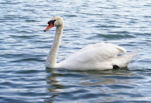 优雅天鹅于湖面悠然游弋