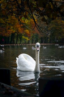 湖中游弋的优雅白天鹅