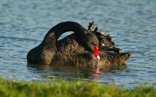 黑天鹅水中优雅觅食