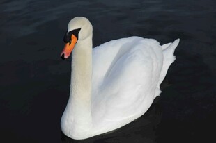 优雅天鹅于水面悠然游弋