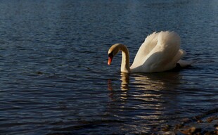 天鹅水中优雅觅食
