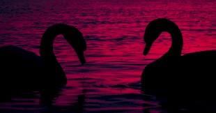 浪漫双天鹅于梦幻水面